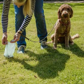 A quick check of your dog's leavings can flag up health problems early.