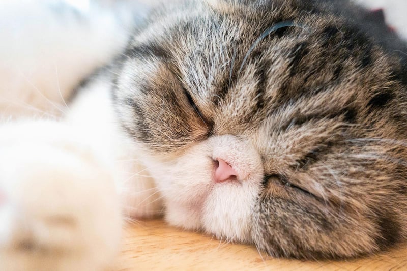 Sweet, affectionate and quiet, the Exotic Shorthair is said to be a good cat breed for those with smaller properties due to the fact it doesn't require much space to run, and prefers warm, cosy snuggles in the house with their owner.