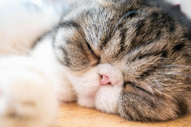 Sweet, affectionate and quiet, the Exotic Shorthair is said to be a good cat breed for those with smaller properties due to the fact it doesn't require much space to run, and prefers warm, cosy snuggles in the house with their owner.