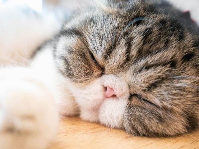 Sweet, affectionate and quiet, the Exotic Shorthair is said to be a good cat breed for those with smaller properties due to the fact it doesn't require much space to run, and prefers warm, cosy snuggles in the house with their owner.