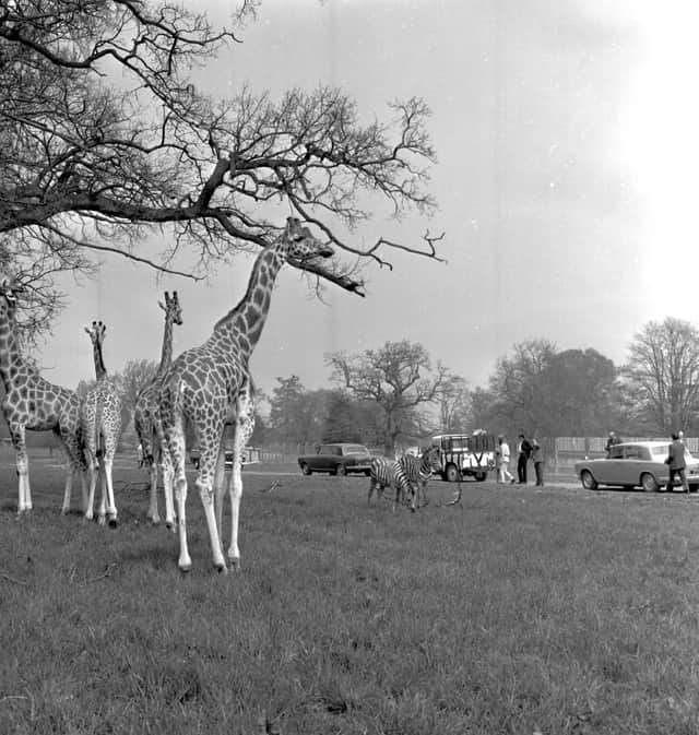 These giraffes were among the first attractions at Blair Drummond when it opened in May 1970.