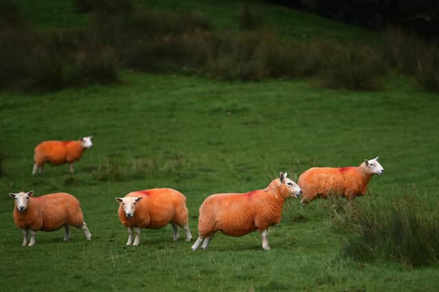 These sheep have been dyed orange as a defence against rustling (Picture: Oli Scarff/AFP via Getty Images)