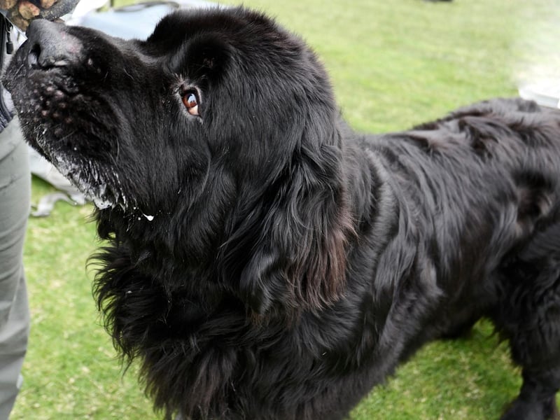 Originally from Canda, Newfoundland have a natural instinct to protect and help people, making for wonderful service dogs. There were 557 registered in the UK in 2020.