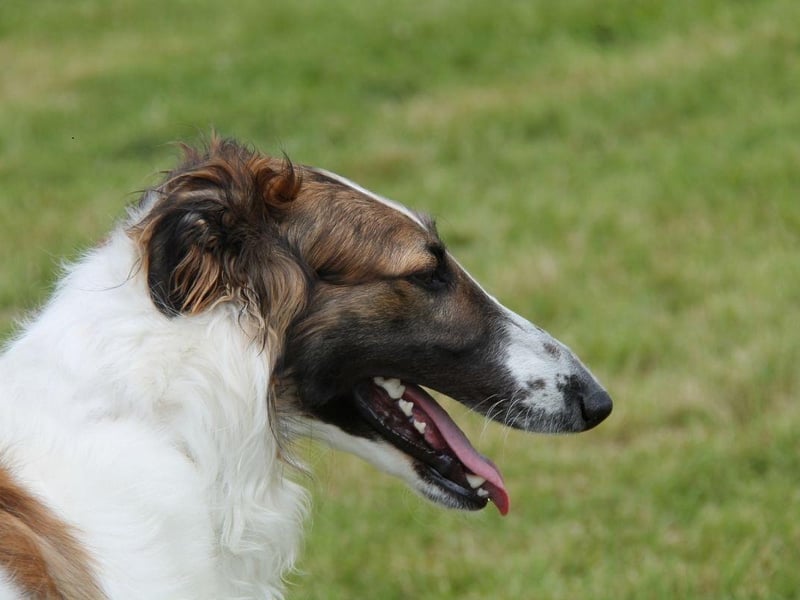 The Borzoi is a dog with a stunning coat, but a reputation of having little in the way of brains. They are also one of the cleanest breeds though, so perhaps spend so long on their own personal hygiene that they don't have much time for puzzles.