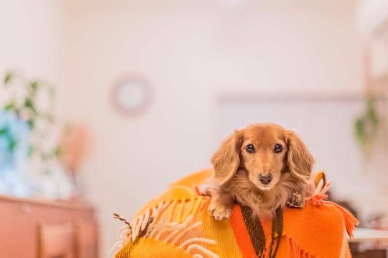 There's a very good reason for the Dachshund's unusual shape. They were bred to find badgers and other burrow-dwelling animals - and  are perfectly suited to scurrying down burrows to flush them out for hunters.