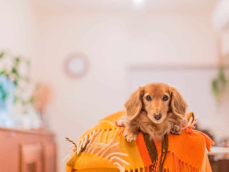 There's a very good reason for the Dachshund's unusual shape. They were bred to find badgers and other burrow-dwelling animals - and are perfectly suited to scurrying down burrows to flush them out for hunters.