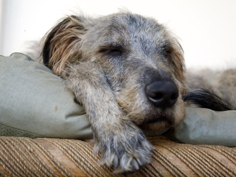 Often big dogs can make for the calmest of companions - with the Irish Wolfhound being a case in point. This breed is extremely intelligent, relaxed, and sensitive to the emotions of humans.