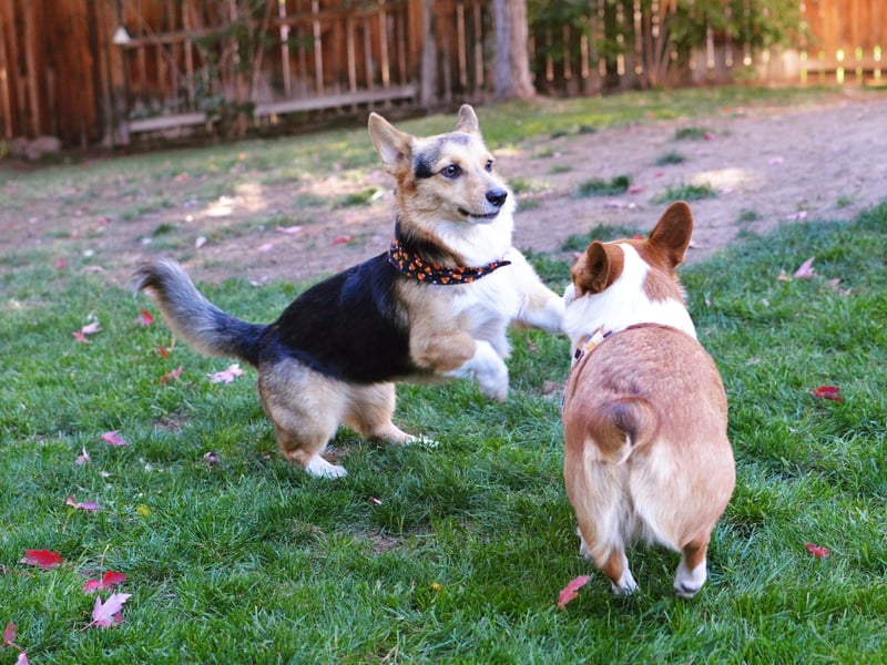 Both the Cardigan Welsh Corgi and the Pembroke Welsh Corgi were originally bred to herd animals, so don't be surprised if they try their innate skills to round up other animals on the daily walk. They are also pack dogs, so like being in a group, and can keep up with the fittest of larger, despite their diminutive size.