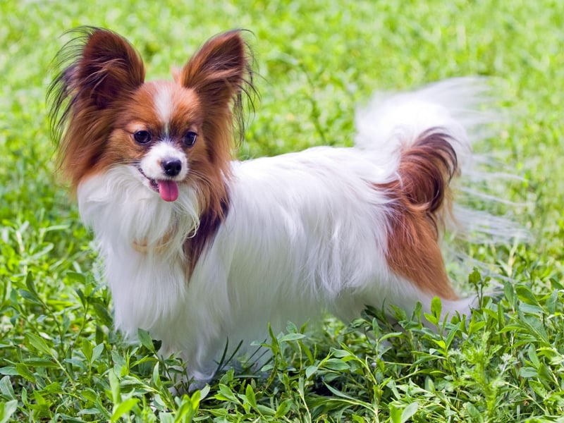 Emmerdale character Edna Birch had a Papillon called Tootsie. She first appeared on screen in 2002, gave birth to a litter of pups in 2007, underwent successful chemotherapy for spleen cancer in 2013, and was adopted by Harriet Finch when Edna died in 2016.
