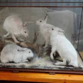 The case of Arctic Hares which will come up for sale next week. PIC: Contributed.