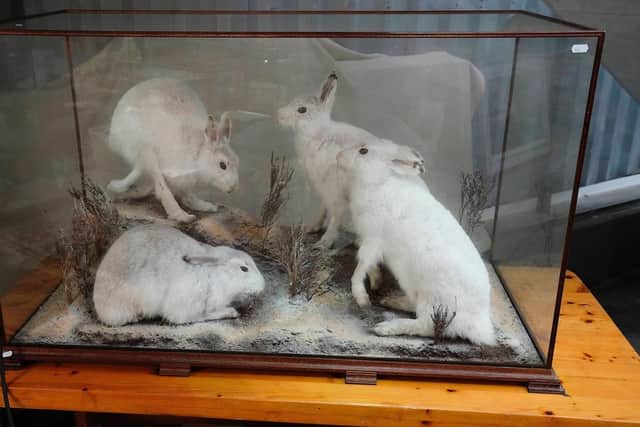 The case of Arctic Hares which will come up for sale next week. PIC: Contributed.
