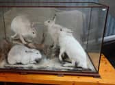 The case of Arctic Hares which will come up for sale next week. PIC: Contributed.
