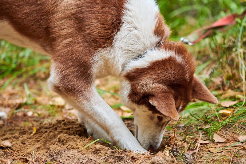If your Siberian Husky is laying waste to your lawn, it's probably not that it's after prey. Instead, these dogs tend to dig during warm weather in order to uncover cooler ground to lie on. Either that or because they are bored.