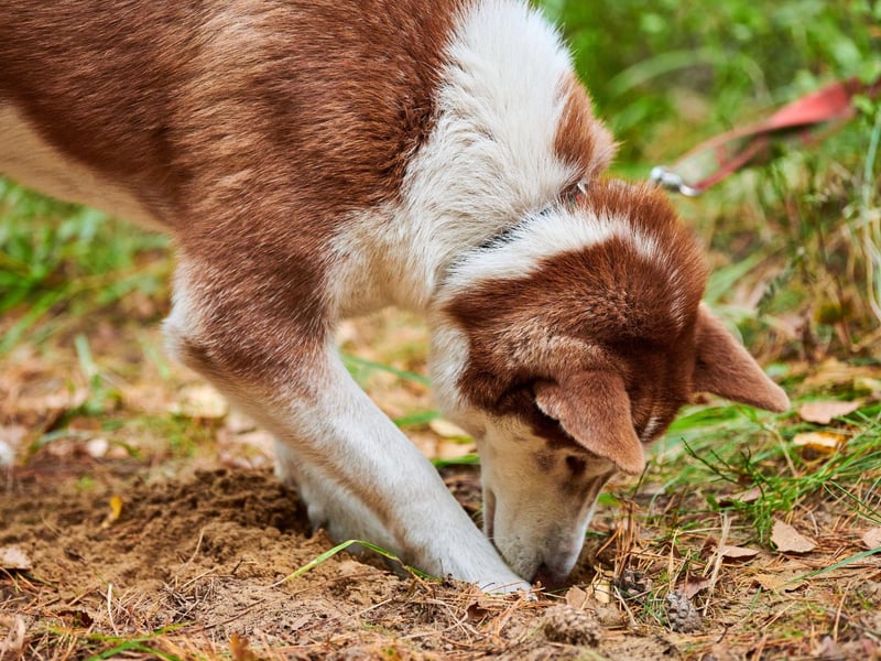 If your Siberian Husky is laying waste to your lawn, it's probably not that it's after prey. Instead, these dogs tend to dig during warm weather in order to uncover cooler ground to lie on. Either that or because they are bored.