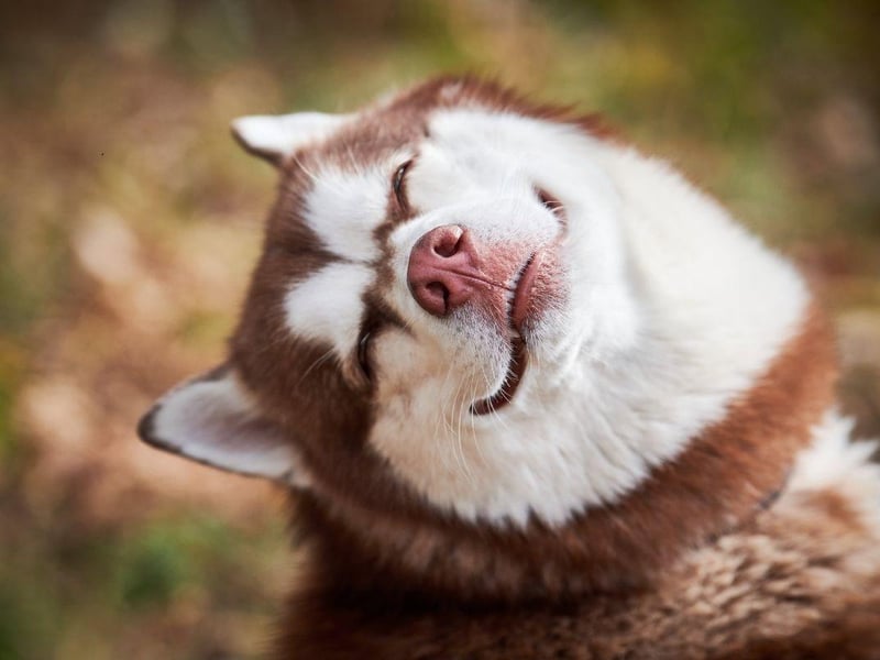 The Siberian Husky is a dog that can be relatively calm if they get plenty of exercise. If they don't get enough physical stimulation though they are prone to destructive behaviour, or even running away.