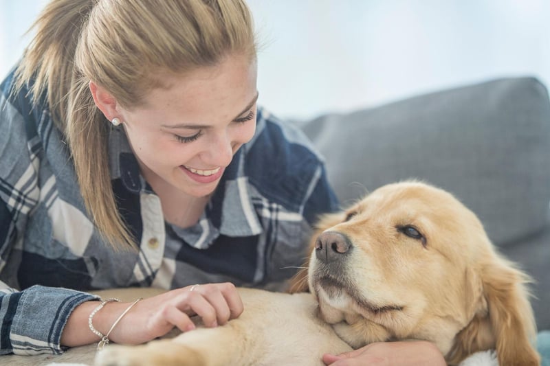Golden Retrievers - and their close cousins the Labrador Retriever - are popular for many reasons, including their good nature, intelligence and ease of training. Ultimately though, they are people-pleasers - meaning that cuddles and pats are top priorities at all times.