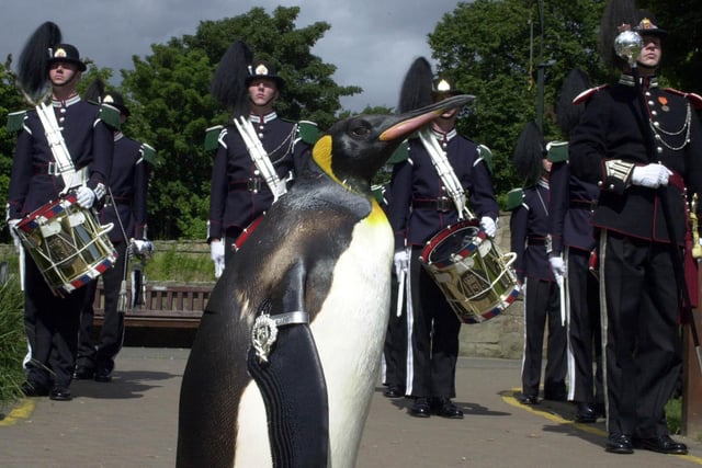 Nils Olav parades his badge of office of Honoray Regimental Sergeant Major in front of The Royal Norwegian Guard.