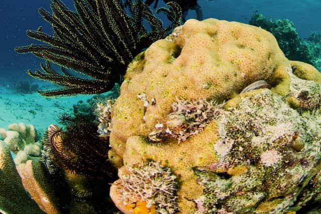 Diving and water sports are popular with those looking for activity breaks, here in Lembeh, Indonesia.