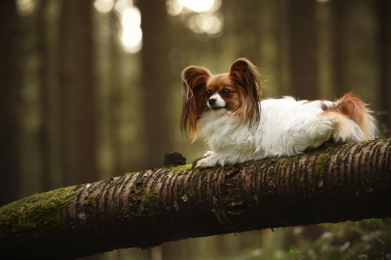 Papillons are naturally shy around strangers and will tend to go and lie where they feel safest when you have visitors. It's nothing to worry about and they will become more sociable when they get used to the person.