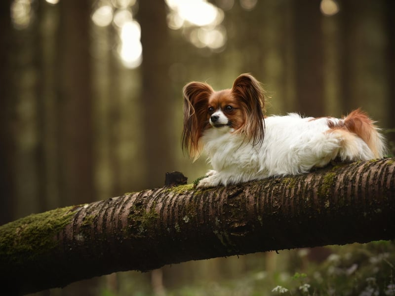 Papillons are naturally shy around strangers and will tend to go and lie where they feel safest when you have visitors. It's nothing to worry about and they will become more sociable when they get used to the person.