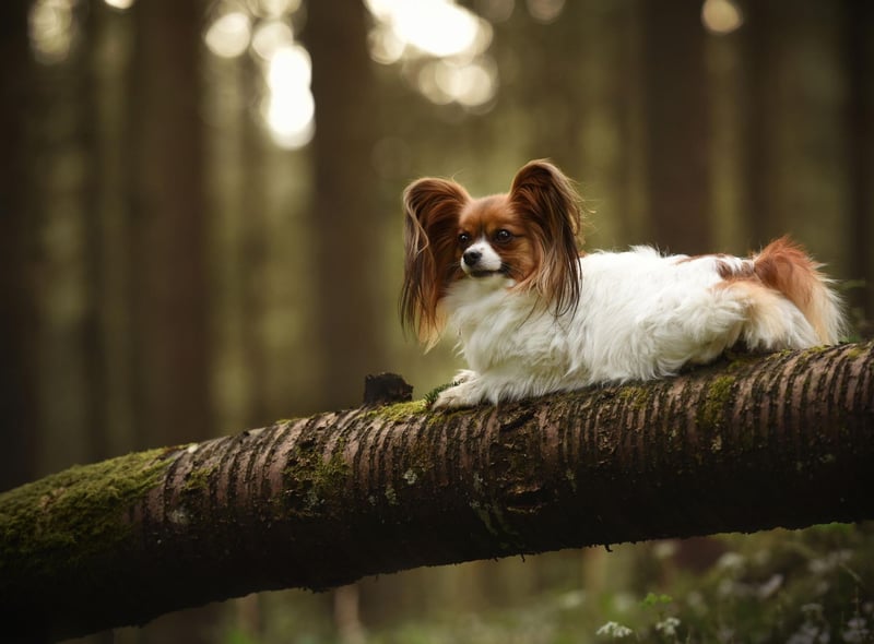 Papillons are naturally shy around strangers and will tend to go and lie where they feel safest when you have visitors. It's nothing to worry about and they will become more sociable when they get used to the person.