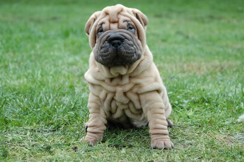 Another breed that looks like it was created to cuddle is the adorable and wrinkly Chinese Shar-pei. While they are devoted to their families and fiercely protective, they aren't as demonstrative as other breeds when it comes to showing affection. They also tend to be hostile to strangers and other dogs.