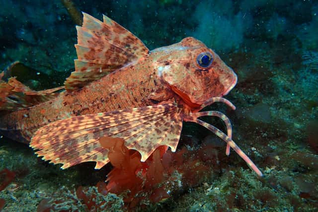 Scotland's proposed biodiversity strategy, which is intended to help safeguard wildlife and restore habitats, has been criticised for "vague" goals and a "lack of substance" for the marine environment. Picture: Chris Rickard/Open Seas