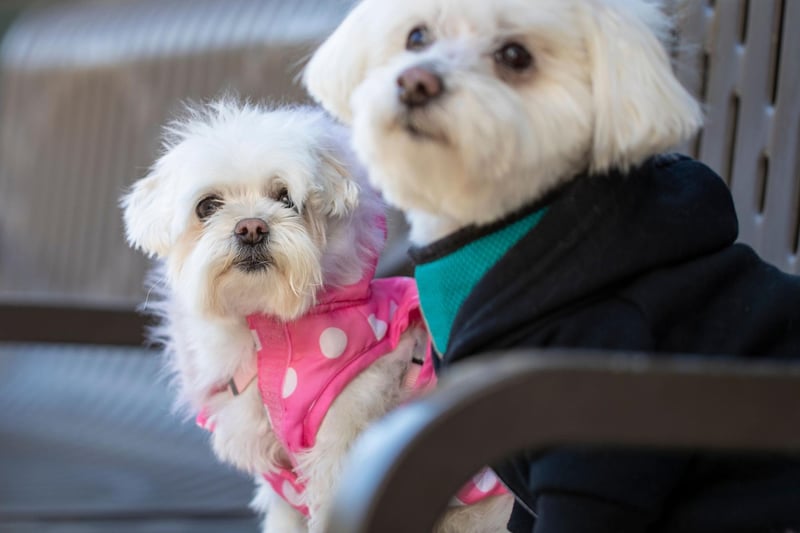 One of the smallest hypoallergenic dogs, the Maltese are low-shedding, simply requiring regular brushing to keep their coats in good order.