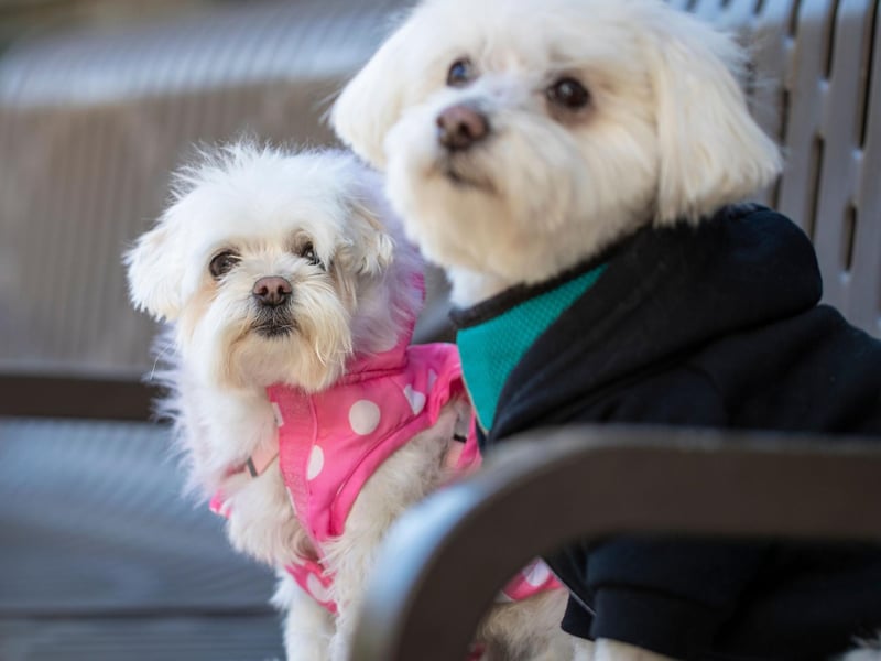 One of the smallest hypoallergenic dogs, the Maltese are low-shedding, simply requiring regular brushing to keep their coats in good order.
