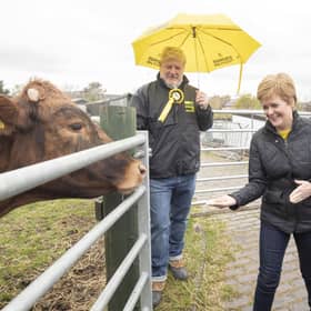 First Minister of Scotland and leader of the SNP Nicola Sturgeon (right), with Edinburgh Central candidate Angus Robertson, feeds the cows during a visit to LOVE Gorgie Farm on May 4  (Photo by Jane Barlow - Pool/Getty Images).