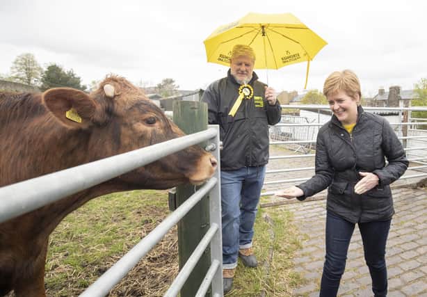 First Minister of Scotland and leader of the SNP Nicola Sturgeon (right), with Edinburgh Central candidate Angus Robertson, feeds the cows during a visit to LOVE Gorgie Farm on May 4 (Photo by Jane Barlow - Pool/Getty Images).