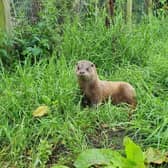 Rescued otters are kept at the IOSF sanctuary until they have learned to hunt and are able to look after themselves, usually when they reach around 12 to 15 months old