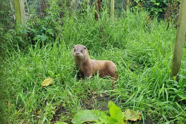Rescued otters are kept at the IOSF sanctuary until they have learned to hunt and are able to look after themselves, usually when they reach around 12 to 15 months old