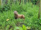Rescued otters are kept at the IOSF sanctuary until they have learned to hunt and are able to look after themselves, usually when they reach around 12 to 15 months old