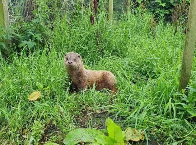 Rescued otters are kept at the IOSF sanctuary until they have learned to hunt and are able to look after themselves, usually when they reach around 12 to 15 months old