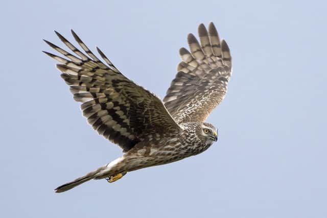 The new Wildlife Management and Muirburn (Scotland) Bill, which will establish licensing schemes for the killing of red grouse and the use of specific traps to trap wild birds, was primarily designed to protect birds like the hen harrier – one of the country's most persecuted raptor species. Picture: Pete Morris
