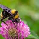 Big bumblebees take time to learn the locations of the best flowers, new research shows.