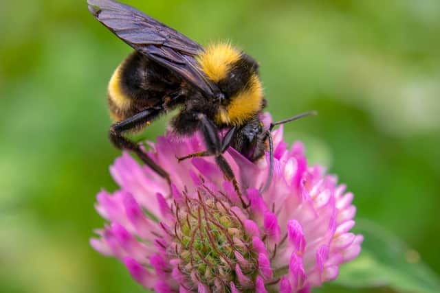Big bumblebees take time to learn the locations of the best flowers, new research shows.