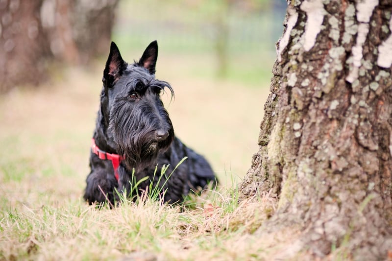 Popular Terriers Trendy Terriers: These are the 10 most popular breeds of adorable ...