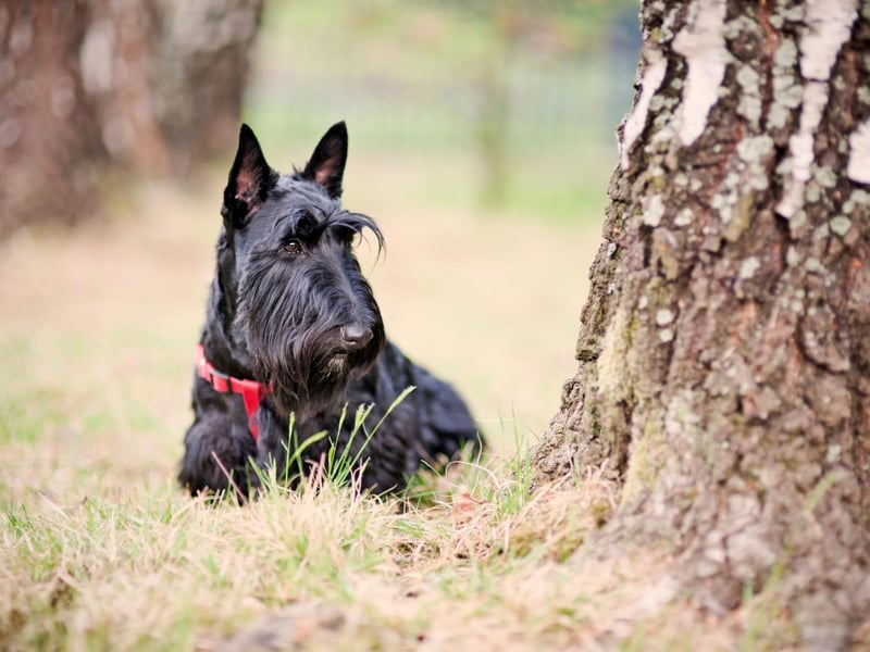 Often described as a big dog in a small dog's body, Scottish Terriers have personality to spare. There were 466 Scottie registrations last year.