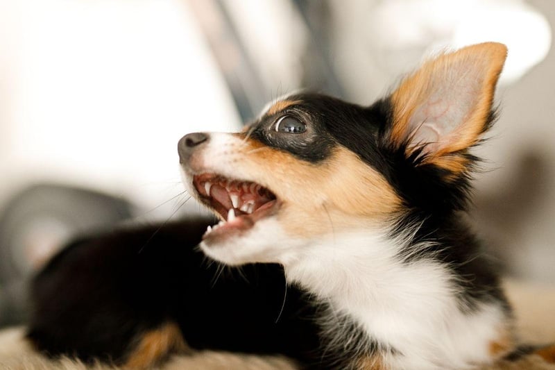 A classic example of small dog syndrome, the Chihuahua has a tiny body but a big attitude. Regular unpredictable bouts of aggression are not uncommon, meaning they are not a good choice for families with small children.