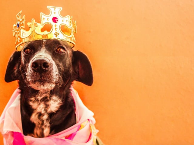 Rounding off our list of the top 10 regal dog names is Charlotte. Princess Charlotte is the second child and only daughter of Prince William, Duke of Cambridge, and Catherine, Duchess of Cambridge. She is fourth in line to the British throne.