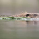Beavers have been reintroduced in Scotland after being extinct since the 16th century, gaining official protection in 2019. Photo: scotlandbigpicture.com