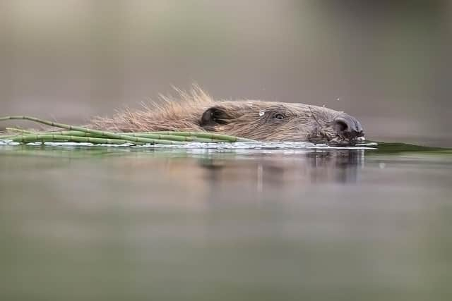 Beavers have been reintroduced in Scotland after being extinct since the 16th century, gaining official protection in 2019. Photo: scotlandbigpicture.com