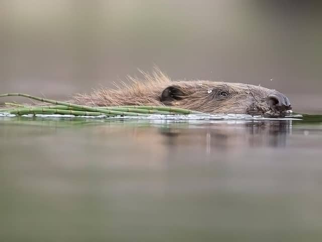 Beavers have been reintroduced in Scotland after being extinct since the 16th century, gaining official protection in 2019. Photo: scotlandbigpicture.com