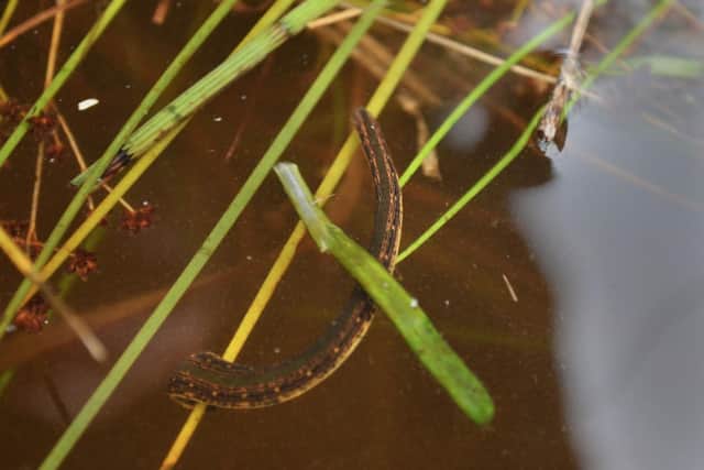 They may not look like much, but medicinal leeches are both male and female at the same time, have a ‘brain’ in each of their body segments, can go without feeding for weeks and live exclusively on blood. They also have three jaws and scores of teeth