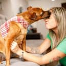 Some breeds of dog are notoriously more difficult to train than others.