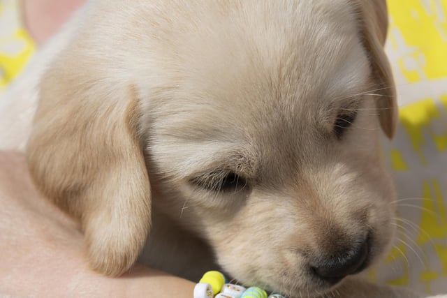 Eleven guide dog puppies have been given names inspired by Taylor Swift's lyrics and song titles.