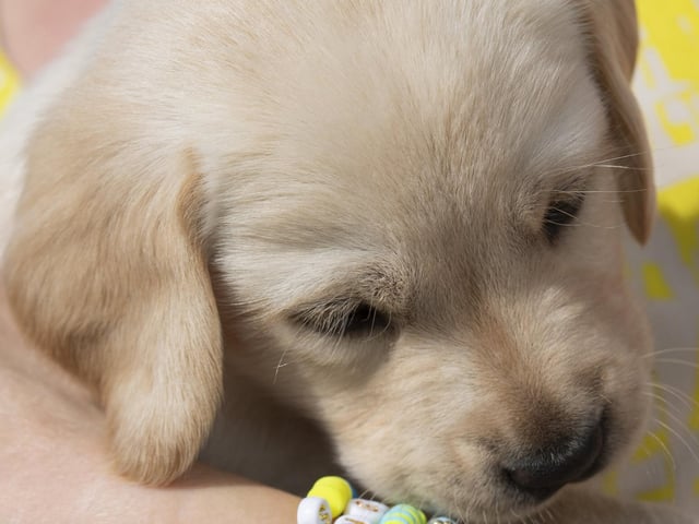 Eleven guide dog puppies have been given names inspired by Taylor Swift's lyrics and song titles.