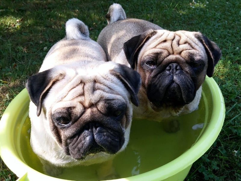 There can be a number of reasons for your Pug smelling unpleasant - their pushed-in snouts can cause flatulence, their facial wrinkles can collect gunk, while it's common for the breed's anal glands to become blocked creating a powerful pong.